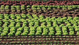 La Agricultura Ecológica y sus ventajas en la Alimentación Sana
